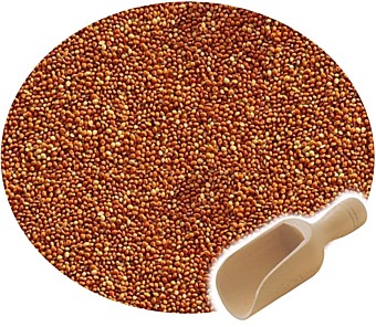 Просо красное